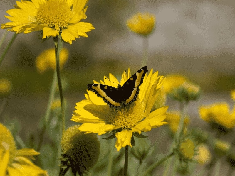 宫腔粘连分离术费用谈谈泰国试管婴儿费用试管卵泡检测图片